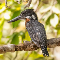 Giant Kingfisher